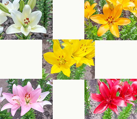ユリ・秘密の花園2026６月17日（2）-440.jpg
