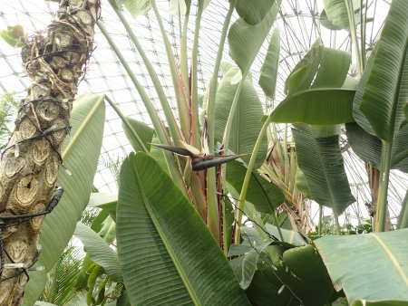 2025.12.4 (ストレリチアニコライ127).JPG