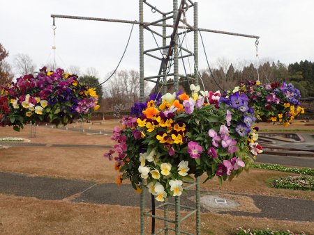 2025.12.23 (霧の庭園) (ﾊﾟﾝｼﾞｰハンギング3).JPG