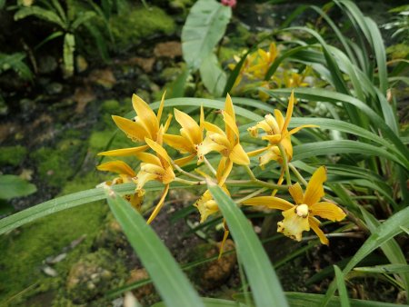 2026.1.10 (南館) (シンビジウム2).JPG