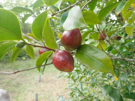 2025.10.15 (木の実) (ツバキ割れる前24).JPG