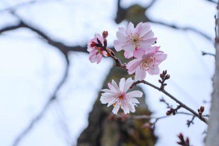 ★ジュウガツザクラ・桜の広場2月26日（22）.JPG