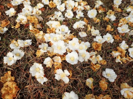 2025.12.23 (花木) (ツバキ花が落ちた様子12).JPG