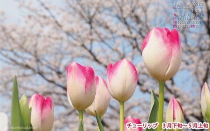 壁紙 21年4月の壁紙を作成しました とっとり花回廊