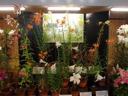 原種ユリリレー展示