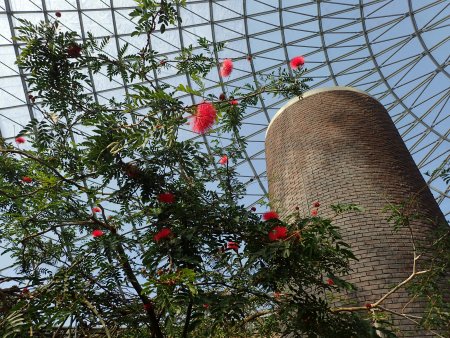 2026.2.13 (フラワードーム) (キャリアンドラ赤6).JPG