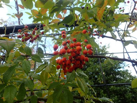 2025.10.15 (ローズヒップ) (ロサヘレナ129).JPG