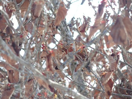 ヨーロピアン裏）マンサク（赤）2026.2.5 (3).JPG