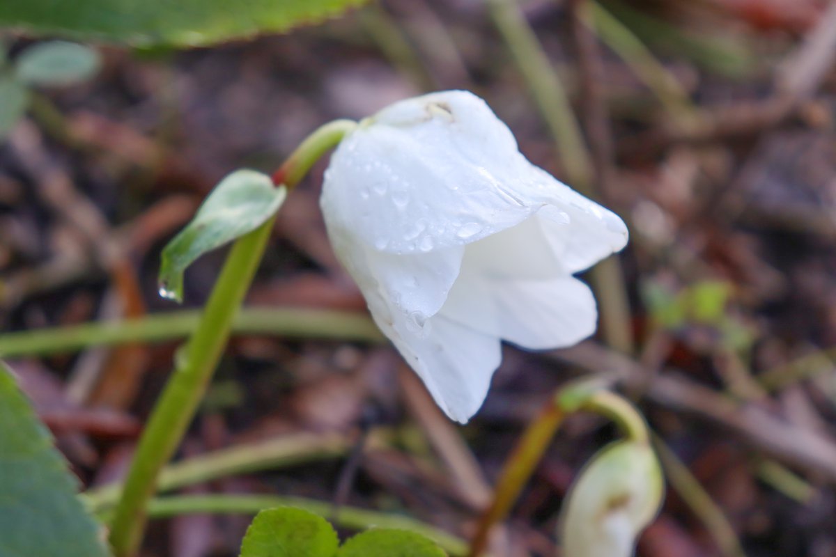 クリスマスローズ