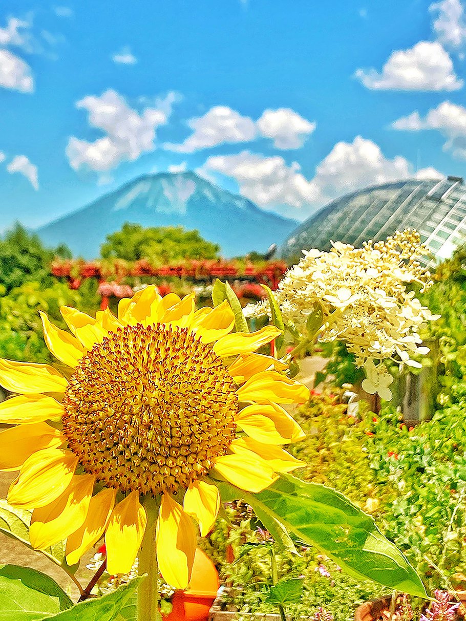 最優秀賞　夏の花回廊