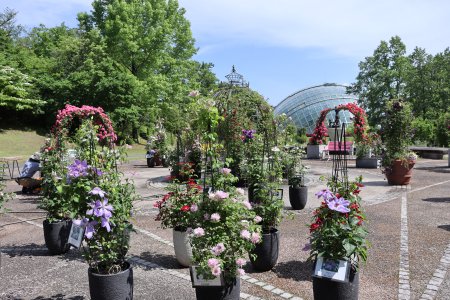 クレマチス・香りの広場5月25日（12）IMG_8797.JPG