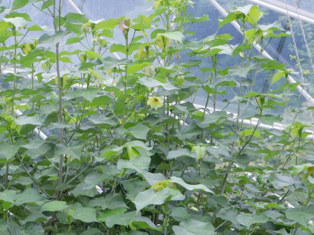 オオハナボウ・南館8月11日2.JPG