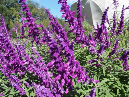 2025.10.09 (ハーブ園51) (サルビアレウカンサ花アップ1).JPG