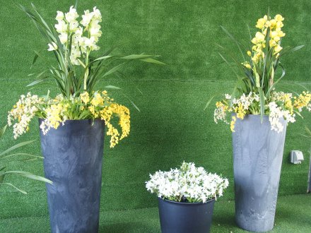 ドーム）西口洋ラン2026.2.5 (2).JPG