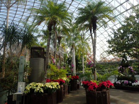 2025.11.11 (ドーム西入り口ヤシの木13).JPG