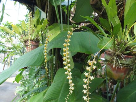 南館）デンドロキラム2026.3.13 (3).JPG