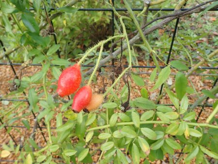 2025.10.15 (ローズヒップ) (ヤマノイバラ127).JPG