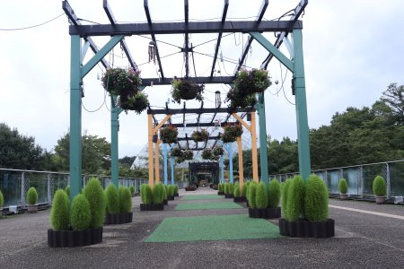 コキア・プロムナード9月4日（42）IMG_2939.JPG