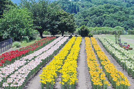 ★★ユリ・秘密の花園6月13日（24）-440.jpg