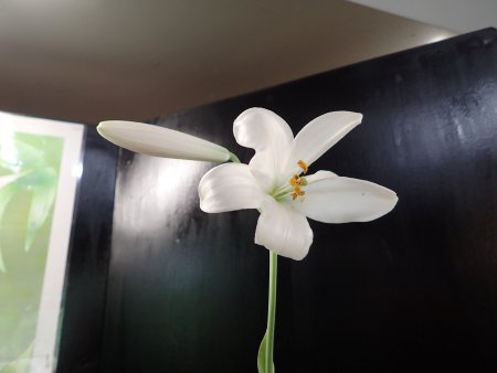 2025.5.29 (原種ユリ展) (マドンナリリー7).JPG
