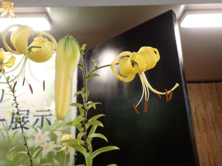 2025.7.8 (原種ユリ展・) (オウゴンオニユリ11).JPG