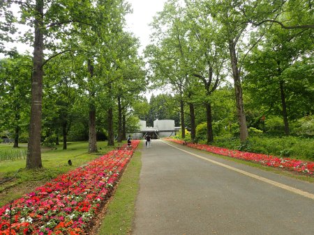 2025.6.2 (インパチェンス212).JPG