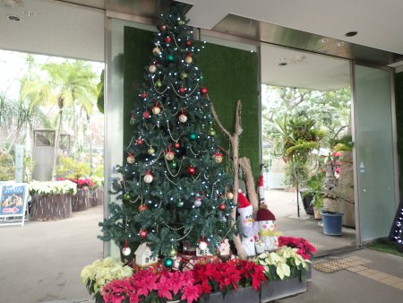 2025.11.24 (フラワードーム) (西入り口ツリー3).JPG