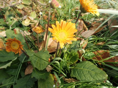 2025.12.9 (ガーベラ54).JPG