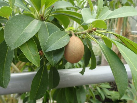 2025.10.15 (フラワードーム) (サポジラ21).JPG