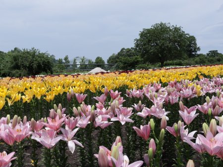 ユリ・秘密の花園6月25日（12）IMG_4034.JPG