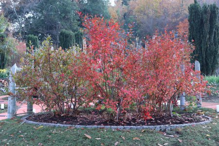 ハーブ園・ブルーベリーの紅葉.JPG