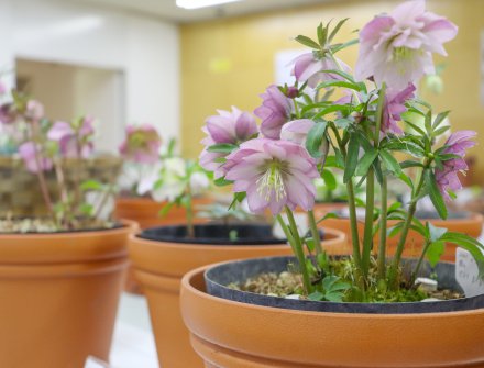 クリスマスローズ展.