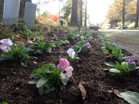 2025.11.11 (南館通り花壇) (4).JPG