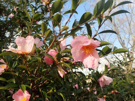 2025.12.9 (ピンクサザンカ) (32).JPG