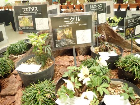 2026.2.6 (クリスマスローズ展) (原種コーナー19).JPG