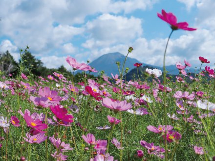 秘密の花園
