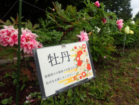 2026.4.29 (ボタン38).JPG