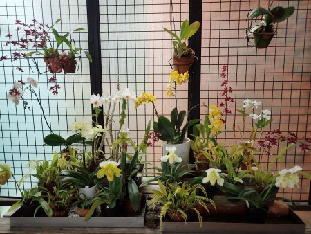 2026.1.10 (南館) (風除室洋ラン2).JPG