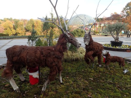 2025.11.19 (草原のトナカイ) (26).JPG