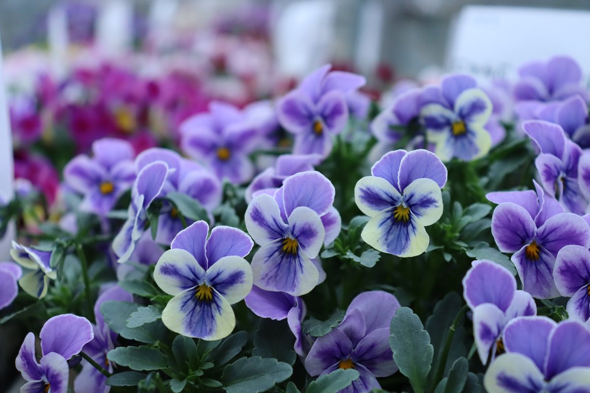 パンジー・ビオラ展