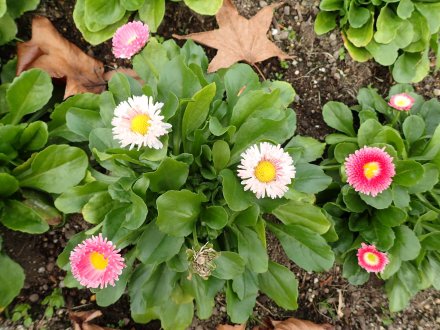 2025.11.24 (霧の庭園) (デージー1).JPG