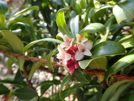 2025.1.14 (ジンチョウゲ) (花2).JPG