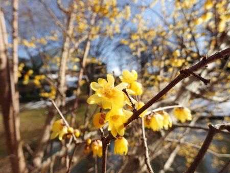 2026.1.10 (ロウバイ) (23).JPG