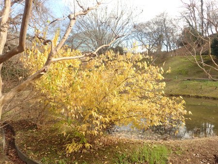 2025.12.11 (ロウバイ紅葉) (1).JPG