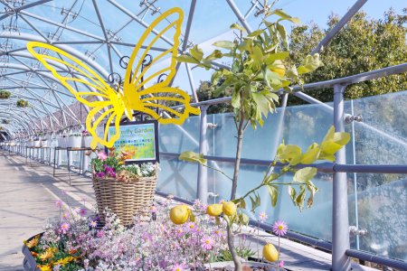 パンジー・ビオラ展