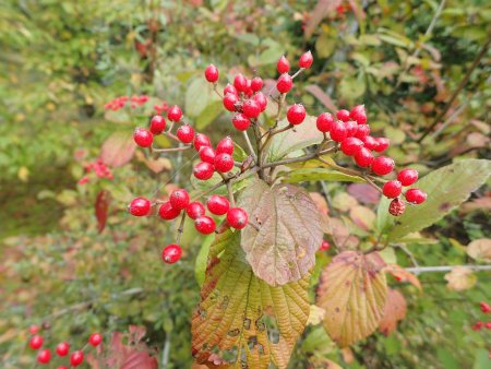 2025.10.28 (ガマズミ2).JPG