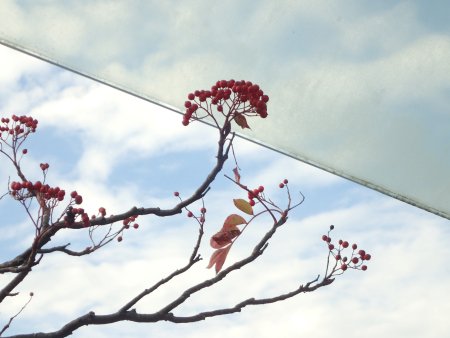 2025.11.24 (ナナカマド28).JPG