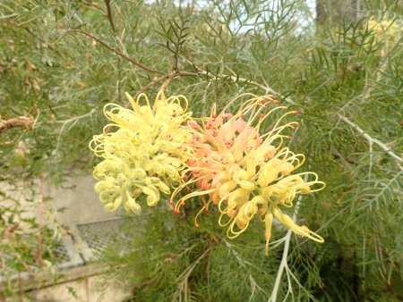 2026.1.28 (ドーム・グレビレア) (5).JPG