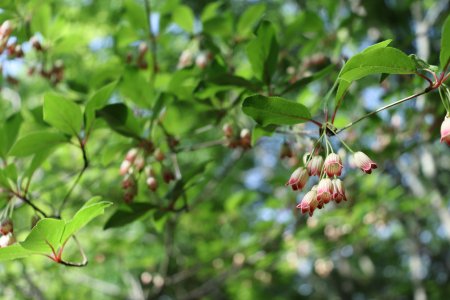 ドウダンツツジ・花の谷～北バラ園5月2日（24）IMG_7165.JPG