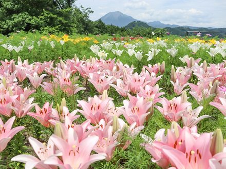 秘密の花園（ユリ）